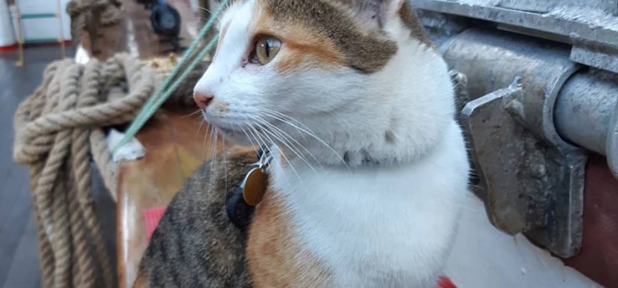 Fiji the cat!
